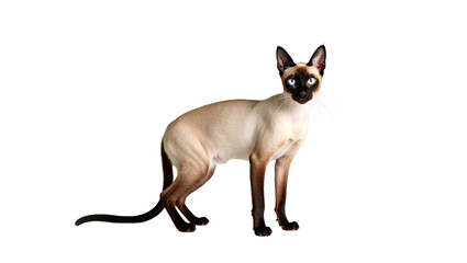 Siamese Cat with Elegant Whiskers and Tail
