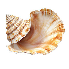 Fototapeta premium Detailed seashell, intricate spiral and flared