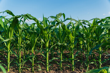 Fototapeta premium Corn plants grow tall and healthy in a rural field with rich soil and bright sunlight on a warm summer day