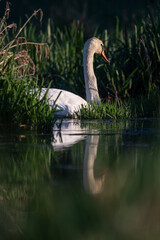 Swan eating grass on the lake.
