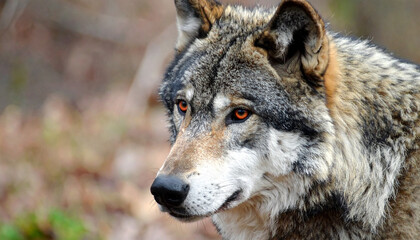 Alpha wolf with striking red eyes