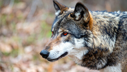 Fototapeta premium Alpha wolf with striking red eyes