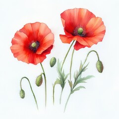 Obraz premium Detailed watercolor painting of two vibrant red poppy flowers with green stems, leaves, and buds on a white background