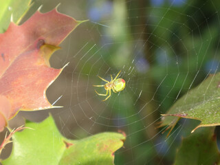 Green orb-weaver spider (Araniella cucurbitina s.l.), also known as cucumber green spider,  underside of a female sitting in the centre of her web