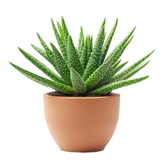 Succulent in terracotta pot