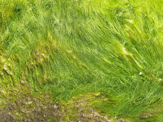 Close-up green algae covered granite boulder on the beach