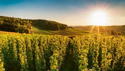 sunlit bavarian hops field close up with golden glow