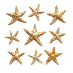 Starfish collection, various sizes
