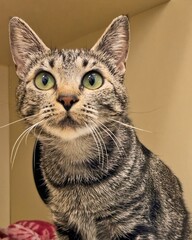 Alert Tabby Cat With Wide Eyes in Shelter Setting..