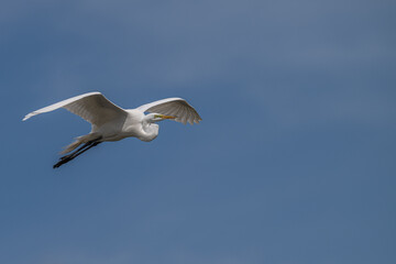 Great egret in flight against a blue sky.