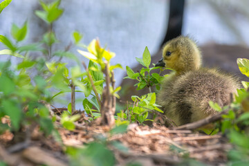Gosling, baby bird, resting on the shore of a lake.