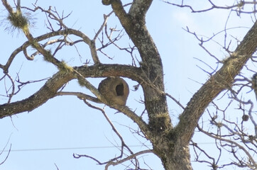 An abandoned rufous hornbill (Furnarius rufus) birdhouse in the tree