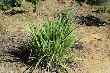 Lemon grass (Cymbopogon citratus) growing in country garden on sunny day
