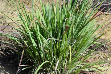 Lemon grass (Cymbopogon citratus) growing in country garden on sunny day