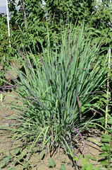Lemon grass (Cymbopogon citratus) growing in country garden on sunny day