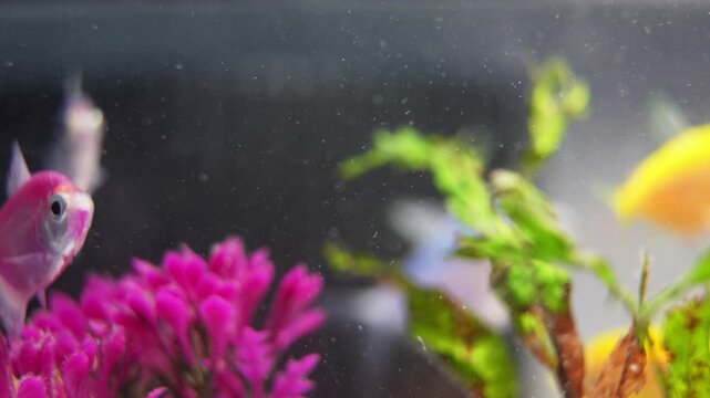 Close up of colourfull fishes in aquarium