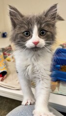 Fluffy Gray and White Kitten With Big Eyes in Shelter..