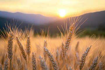 Naklejka premium Golden wheat field bathed in warm sunset light, mountains silhouetted against the sky, creating a serene and picturesque landscape.