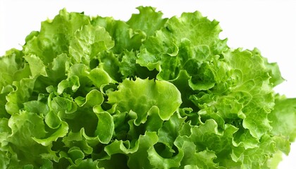 fresh green lettuce leaves