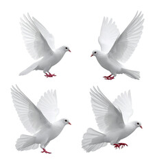 Fototapeta premium Majestic White Dove Symbolizing Peace and Freedom in Art, Isolated on Transparent Background