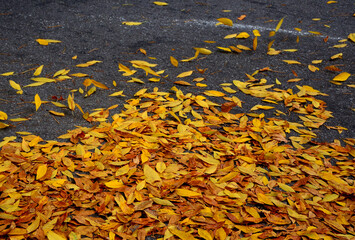Dancing leaves cover the pavement.  A light breeze makes autumn falling leaves dance, spilling...