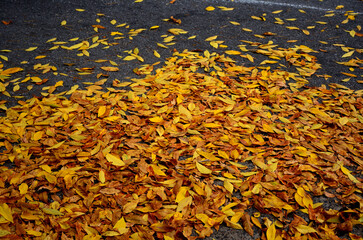 Ash leaves pile on the pavement.  Freshly fallen Ash tree golden leaves cover a street corner in sharp contrast with the dark floor.