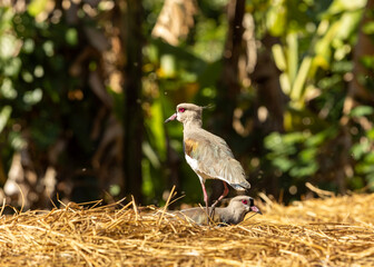 Quero-quero bird standing on the ground in Brazil – native South American species in natural habitat