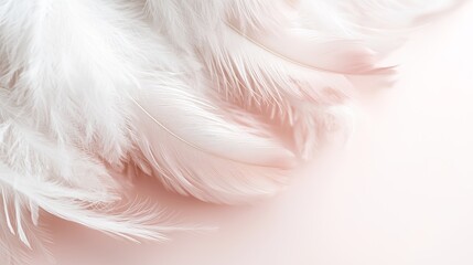 Obraz premium Delicate White Feathers on Soft Pink Background for Elegant Touch