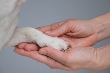 The owner holds the dog by the paw. Close-up. 