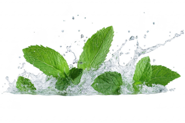 Fresh green mint leaves splashing in water isolated on a transparent background