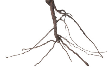 One plant with root isolated on white