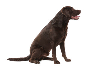 Cute dog on white background. Lovely pet