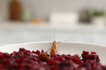 Cockroach crawling on plate with grated red beets in kitchen, closeup
