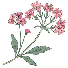 A verbena flower icon with a cluster of small, five-petaled blooms.
