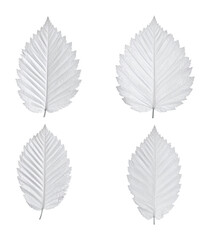Fototapeta premium White Fir Leaves on a Plain Background Highlighting Natural Beauty, Isolated on Transparent Background