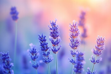 Obraz premium A captivating close-up reveals vibrant lavender flowers in full bloom against a soft, dreamy pastel backdrop, bathed in gentle sunlight.