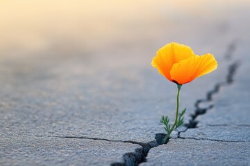 A vibrant orange poppy pushes through a crack in the concrete, symbolizing resilience and hope in harsh environments.