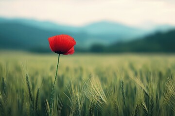Lone red poppy stands tall in a field of wheat, mountains fade into the background.