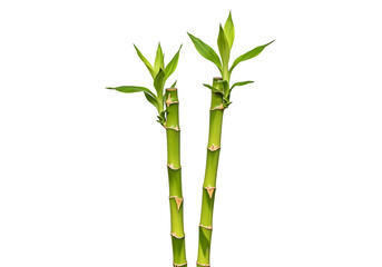 Two stalks of lucky bamboo with green leaves isolated on a white background in a studio shot