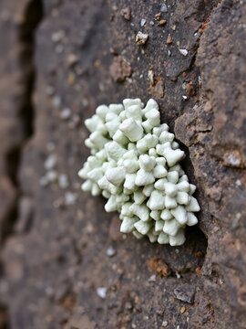 squamulose lichen on stone