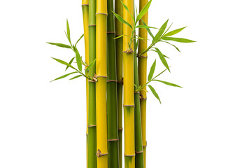 Close up shot of bamboo stalks with leaves against a white background in a vertical orientation