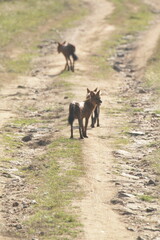 Wild dogs in Kabini National Park, India 