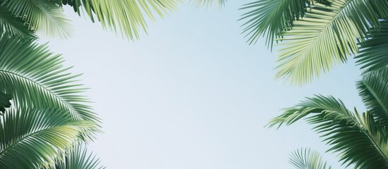 Obraz premium Tropical Palm Fronds Against a Pale Blue Sky Backdrop Offering a Sense of Calmness