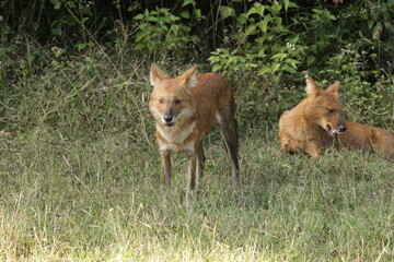 An amzing Wild dog in Kabini National Park, India 