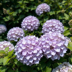 Obraz premium Blooming pale purple hydrangeas surrounded by lush green foliage in soft natural light showcasing their delicate beauty and vibrant colors.