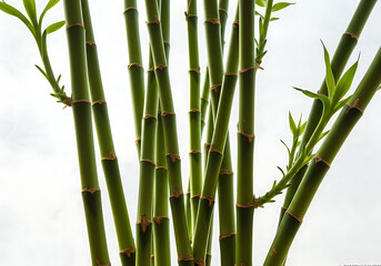 A close up view of several stalks of green bamboo with small leaves against a white background space