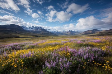 Field of flowers with mountains under a cloudy blue sky viewscape