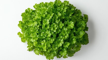 Fototapeta premium Lush green plant cluster, vibrant foliage