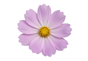 Isolated light purple cosmos flower with yellow center on a plain white background studio shot