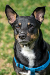 Portrait of a black dog